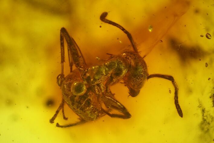 Two Detailed Fossil Ants (Formicidae) In Baltic Amber #159855